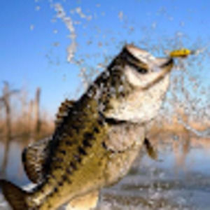 Meet your Posher, Bryson